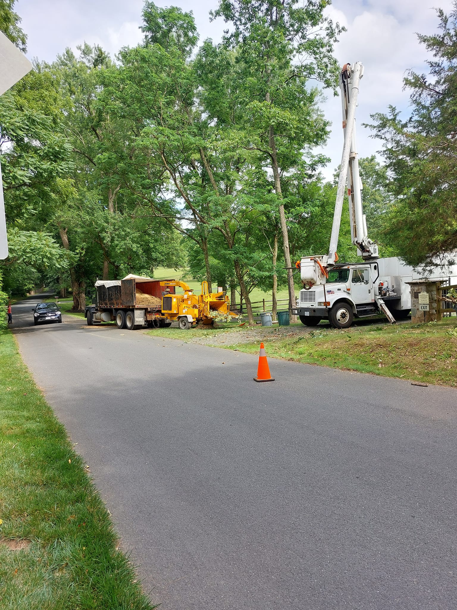 Benefits of Regular Tree Maintenance in Fairfax, VA