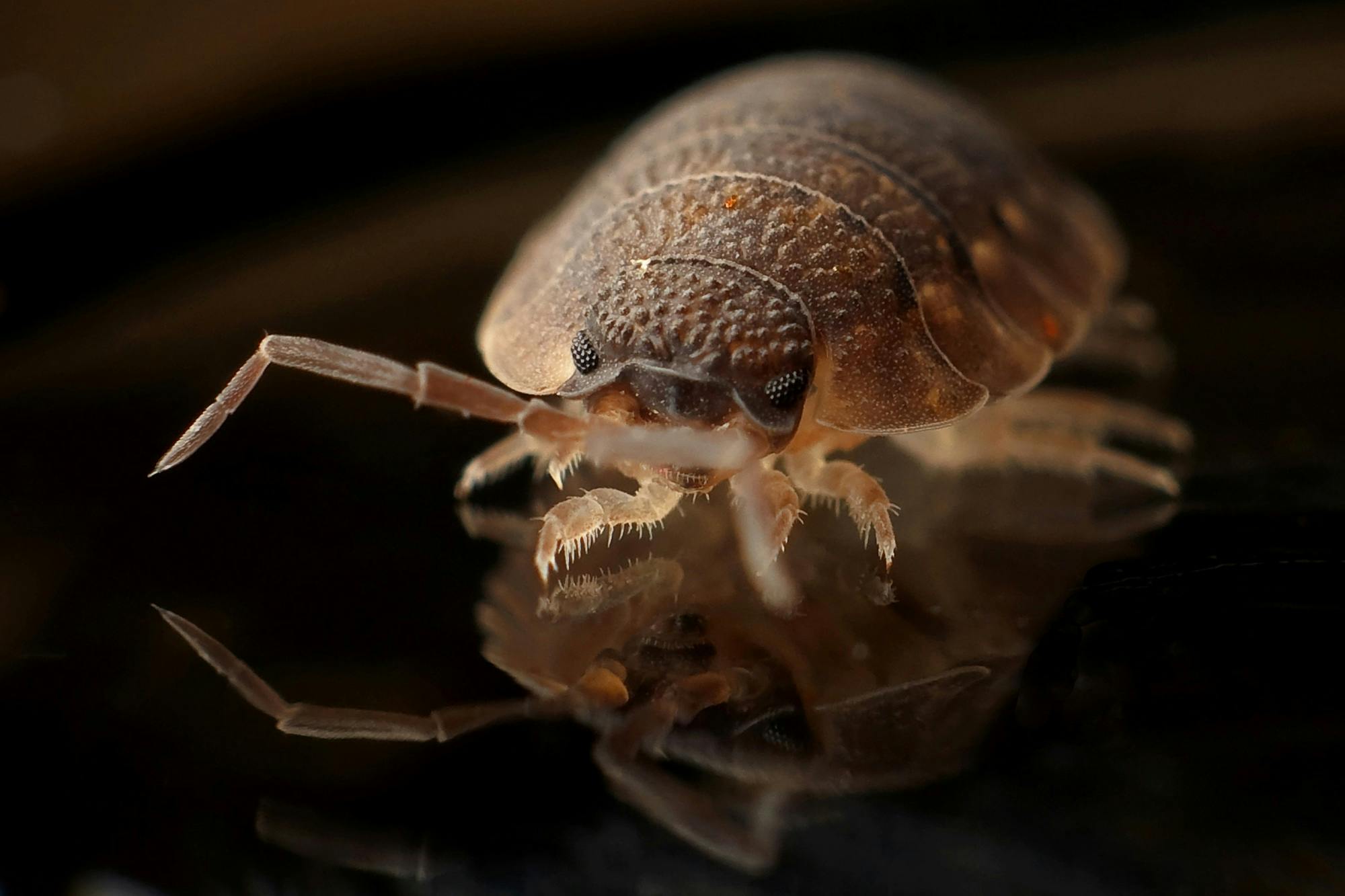 Your Trusted Partner in Chesterfield, MO for Effective Pest Management Solutions